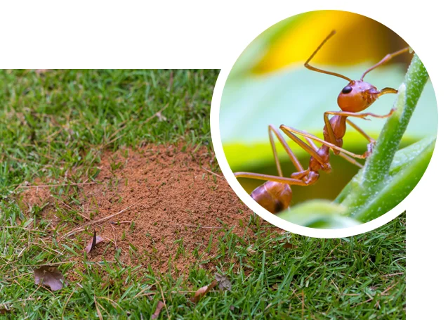 fire ants mound