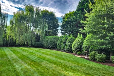 healthy lawn and shrubs