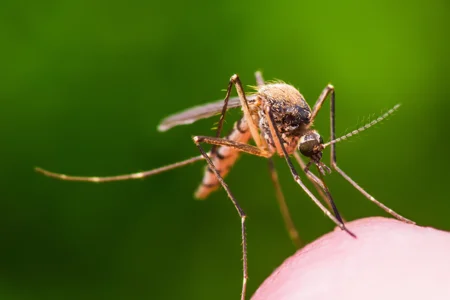 mosquito on someones hand