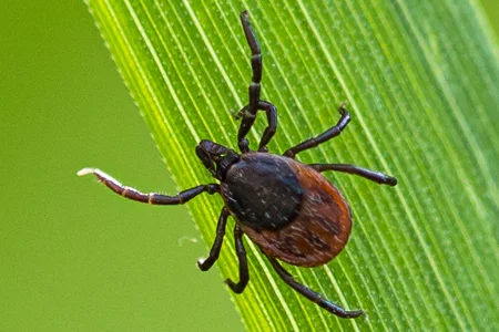 tick on grass