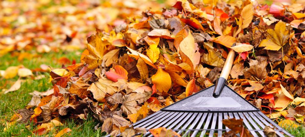 Fall Lawn Care