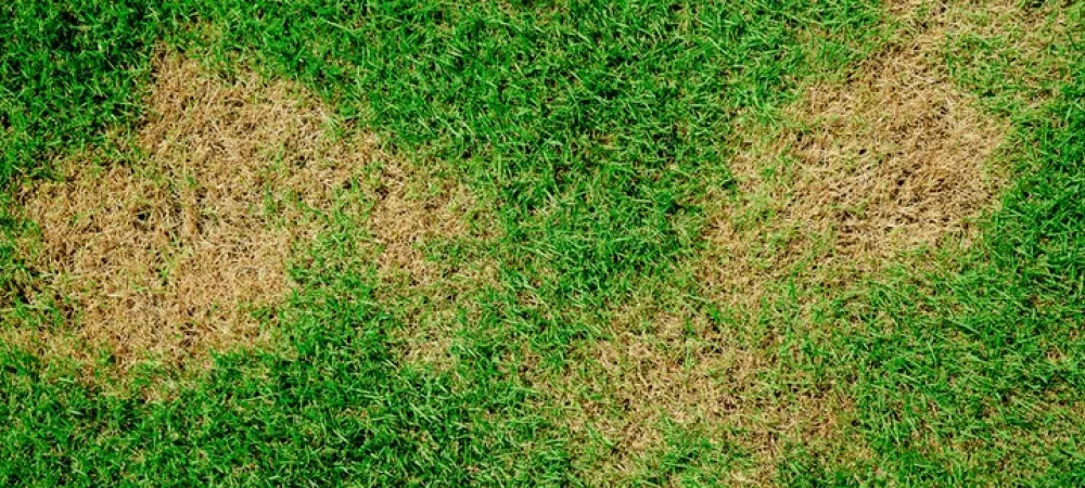 content-webworm-damage