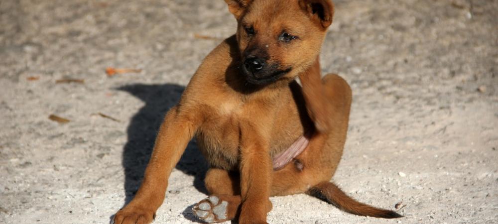 Puppy Scratching At Flea Bite