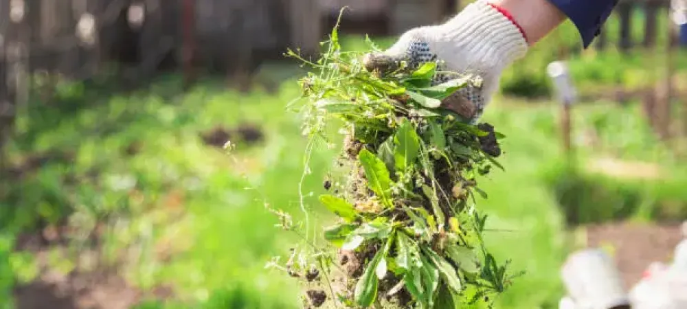 person holding a handful of weeds pulled from a lawn