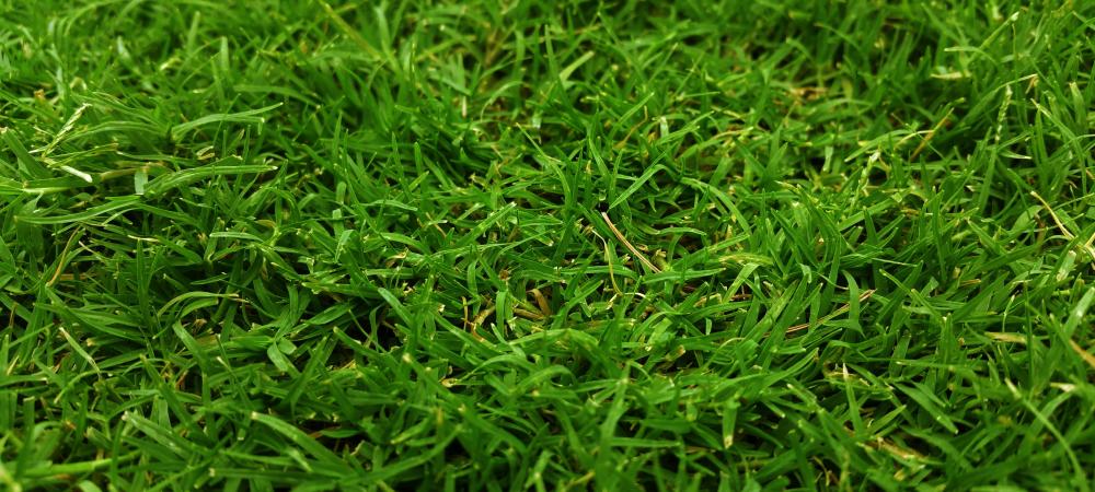 Closeup of a green lawn