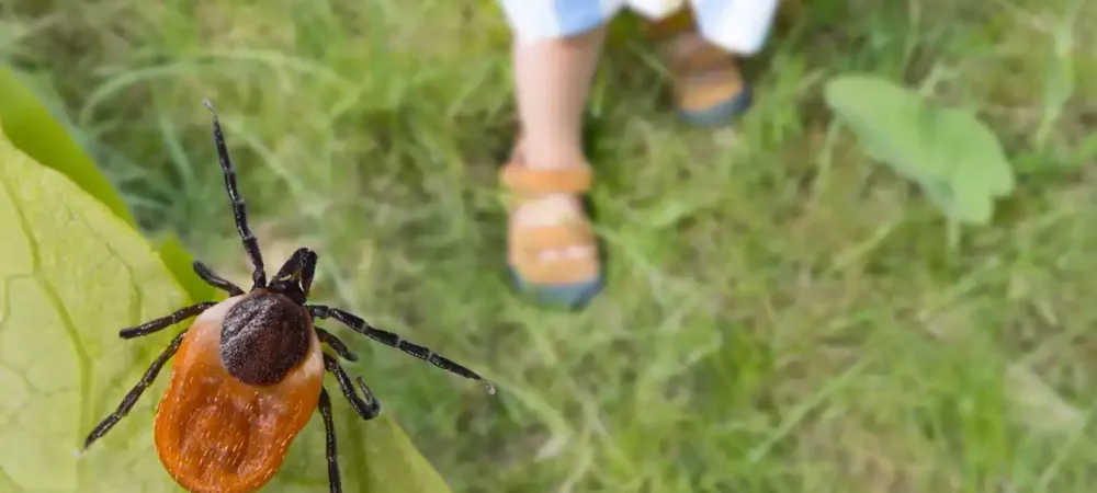 tick-on-leaf-with-human